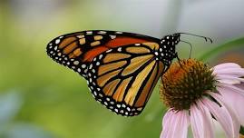 Home Gardener Series: Pollinators & Monarch Way Stations