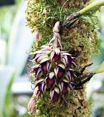 Image result for Bulbophyllum vulcanicum