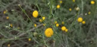 Image result for Pentzia incana