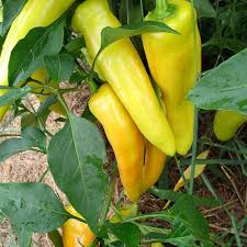Braised squid with hungarian wax peppers and fetafood52. Hungarian Wax Hot Pepper Plants For Sale Free Shipping