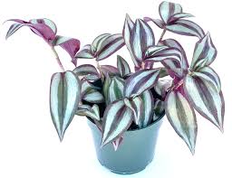 Image result for Tradescantia zebrina