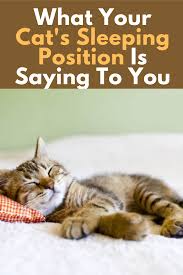 What Are Cats Sleeping Positions And What They Mean In 2020 Cat Sleeping Positions Cat Sleeping Cat Behavior