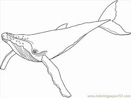 Adult humpbacks have huge pectoral fins up to 5 metres long and weighing over a tonne, and are extremely agile and easy to manoeuvre, often with large. Awesome Pages Humpback Whale Mammals Printable Coloring Page For Your Kids Http Ww Whale Coloring Pages Animal Kingdom Colouring Book Animal Coloring Pages