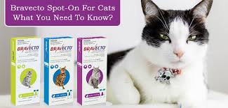 Bravecto chew starts killing fleas (ctenocephalides felis) within 2 hours, and kills ticks (ixodes ricinus) within 12 hours. Faqs About Bravecto Spot On For Cats Vetsupply