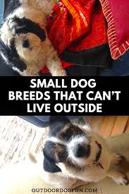 Small Dog Breeds That Can Live Outside In 2020 Dog Breeds Small Dogs Small Dog Breeds