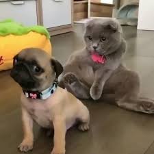 Arkamdan Is Cevirirlerken Ben Kedi Komik Cats Caps Funny Funnyanimals Funnycats Komiksahnele Kedi Esprileri Komik Hayvan Fotograflari Yavru Kopek