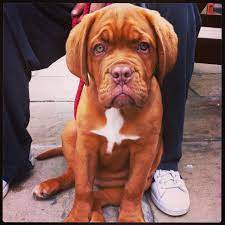 Pin By Heather Perry On Puppies French Mastiff Puppies Mastiffs Bordeaux Dog