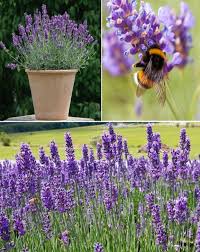 Image result for Lavandula angustifolia Vera