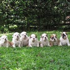 She is tiny for her breed at only 29. Exotic Akc English Bulldog Puppies For Adoption Home Facebook