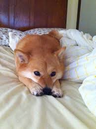 Search the imgflip meme database for popular memes and blank meme templates. My Little Brown Bear Shiba Inu Dog Cute Puppies Cute Animals