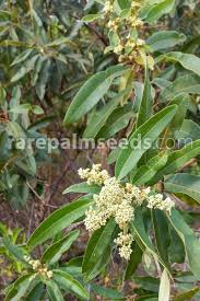 Image result for Ozoroa nitida