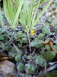 Image result for Delosperma tradescantioides