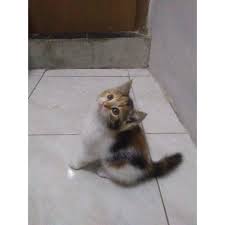 Kucing persia atau persian merupakan jenis kucing peliharaan yang memiliki wajah bulat dan kucing persia himalaya bulu pendek (short hair). Kucing Persia Medium Short Hair Shopee Indonesia
