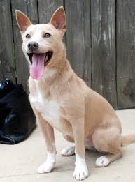 The pitbull chihuahua mix is a relatively small dog averaging around a height of 10 to 20 inches. 17 Insane Pit Bull Mixes You Need To See Right Now