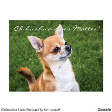 Chihuahua Lives Postcard Chihuahua Puppies Teacup Chihuahua Puppies Chihuahua Dogs
