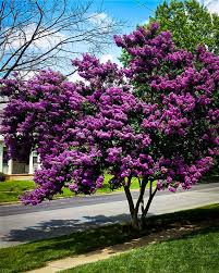 The arapaho crape myrtle is a tall variety reaching around 20 feet with red flowers that are a true red, not just a dark pink. Purely Purple Black Diamond Crape Myrtles For Sale The Tree Center