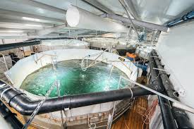 Once completed, it will be the largest aquaculture facility in the world.. Nytt Produksjonsuhell For Atlantic Sapphire 400 Tonn Laks Tapt