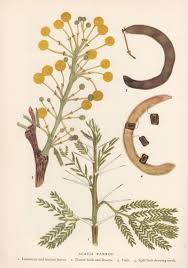 Image result for Acacia karroo