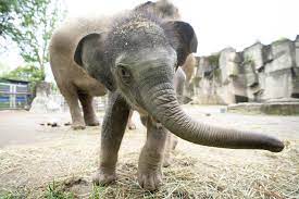 You're invited to a “baby shower!” The adult elephants at the Columbus Zoo  (and Frankie, too!) will be offered baby-themed enrichment in celebration  of the recent birth of this adorable calf! 🐘