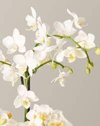 Maybe you would like to learn more about one of these? 15 Best Online Flower Delivery Services 2021
