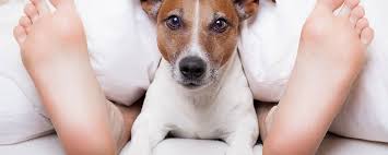Auf der einen seite gibt es nachteil, aber es gibt auch vorteil. Saubere Wohnung Mit Hund Einige Grundregeln Hundemagazin