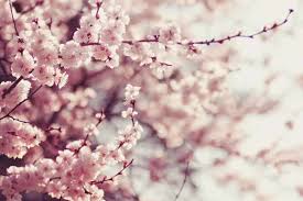 Flowering cherry trees zone 7. 22 Different Types Of Cherry Blossoms And Interesting Facts Home Stratosphere