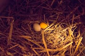 Att lägga ägg och föda levande ungar: Daligt Samvete Och Mitt Allra Forsta Agg Sevendays