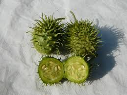 Image result for Cucumis hirsutus