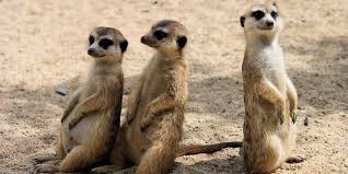There are 299 mammal species in south africa, of which two are critically endangered, eleven are endangered, fifteen are vulnerable. The Big Five Animals Of Africa Big 5 Info Pics Quotes