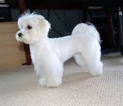 Maltipoo Haircuts Maltipoo Hair Maltese Dogs Haircuts Maltese Dogs Dog Haircuts
