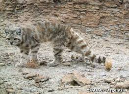 Field work in 2004 found evidence of these cats in the foothills on the eastern side of the andes mountains. Endangered Andean Cats Hiding Out In South America