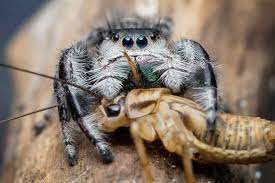 Once the mating is over, the male spider dies, and the female lays eggs in sacs made of silk that are strong usually, spider eggs take a few weeks to hatch. What Do Spiders Eat The Complete Guide School Of Bugs