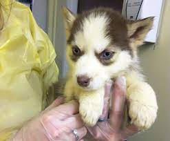 Petsmart.com has been visited by 100k+ users in the past month A True Christmas Miracle 17 Neglected Husky Puppies Rescued By Bc Spca News 1130