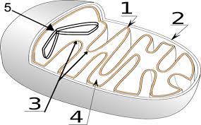 How Does The Mitochondria Produce Energy For The Cell Coloring Worksheet With Questions Teaching Cells Mitochondria Science Lessons