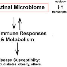 Pdf Diet Induced Dysbiosis Of The Intestinal Microbiota And The Effects On Immunity And Disease