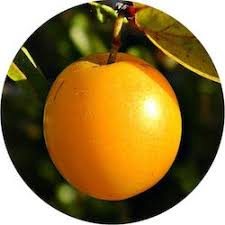 Image result for Ximenia americana