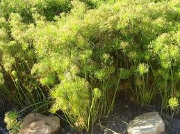 Image result for Cyperus prolifer