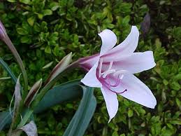 Image result for Crinum walteri