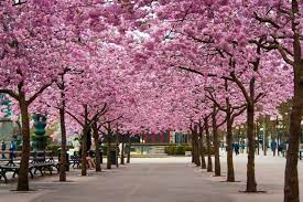 We did not find results for: Cherry Blossoms At Kungstradgarden Stockholm Sweden Sweden Travel Spring Landscape Travel Around The World