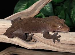 Crested Gecko Morphs Guide Pangea Reptile
