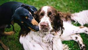 Why Does My Dog Nibble On My Other Dog Dogdorable