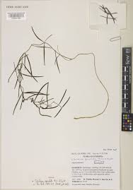 Image result for Cibirhiza