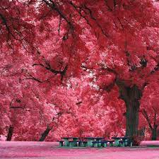 A Beleza Colorida Das Arvores Japonesas Natureza Tudoporemail