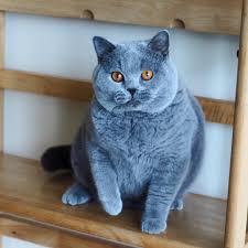 Facts and personality traits | hill's pet. Blue Mighty Dragon British Shorthair Photos Facebook
