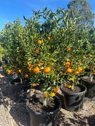 Image result for Citrus reticulata