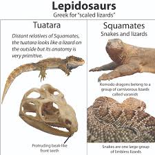 Pictures of reptiles and their names. Episode 3 Field Guide What S A Reptile Past Time Paleo