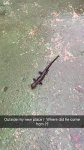 A full line pet store catering to all critters furred, feathered, scaled, and aquatic! Something Fishy Pets 17 Photos 16 Reviews Pet Stores 29 Towne Centre Ln Fox Lake Il United States Phone Number