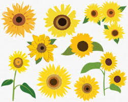 Free Free 58 Clipart Sunflower Jpg SVG PNG EPS DXF File
