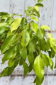 Image result for Ficus demeusei