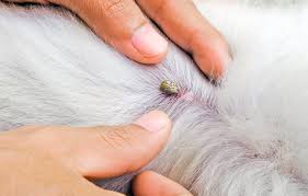La maladie de lyme a pour origine un organisme microscopique pathogène appelé borrelia burgdorferi. Maladie De Lyme Chez Le Chien Borreliose Nos Amis Les Animaux